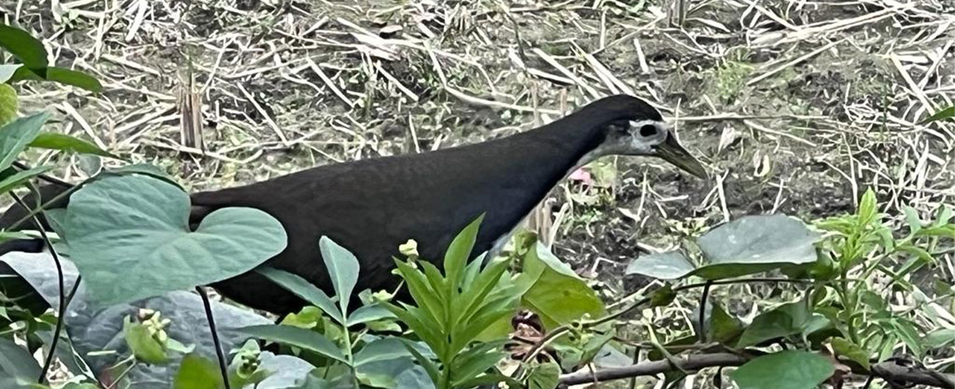 Koshi Tappu Wildlife Reserve