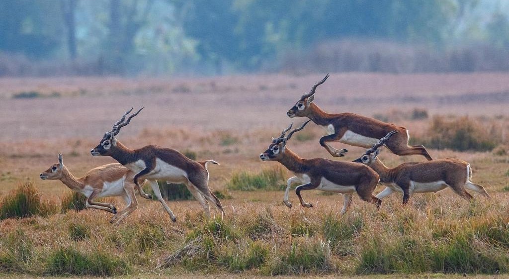 2 Nights 3 Days Chitwan Jungle Safari