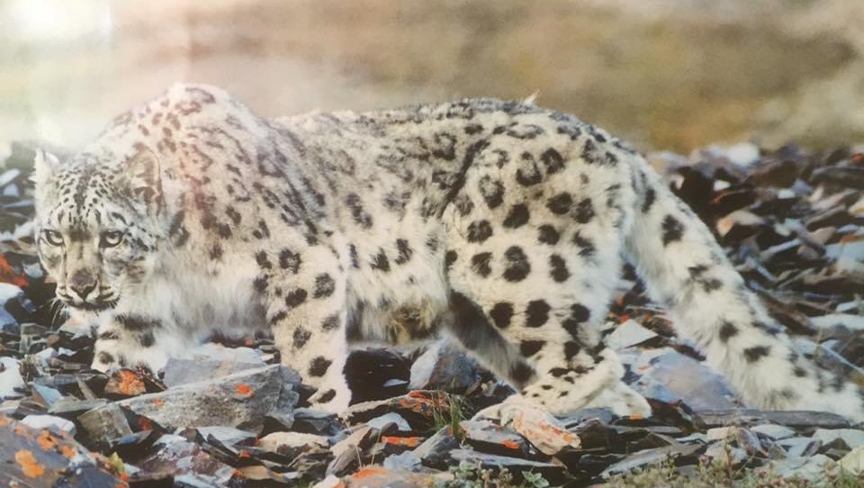 We Should Be Research About Snow Leopard In Nepal